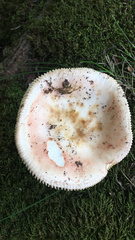 Russula