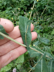 Lactuca serriola