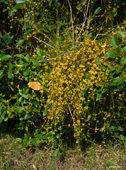 Ephedra tweedieana