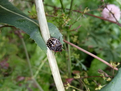 Nezara viridula