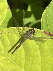 Sympetrum