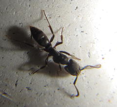 Ponerinae