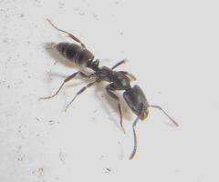 Ponerinae