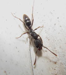 Ponerinae