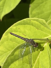 Sympetrum