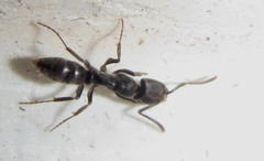 Ponerinae