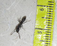 Ponerinae