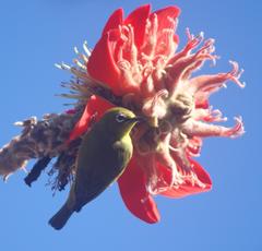 Zosterops virens virens