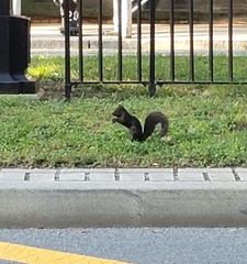 Sciurus carolinensis