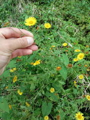 Pulicaria dysenterica