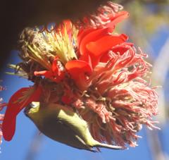 Zosterops virens virens