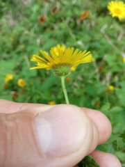 Pulicaria dysenterica