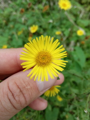 Pulicaria dysenterica