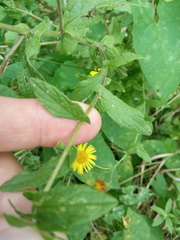 Pulicaria dysenterica