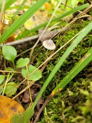Mycena austrofilopes