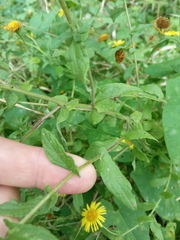 Pulicaria dysenterica