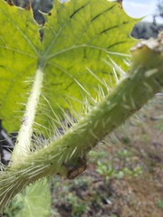 Cnidoscolus angustidens