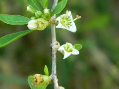 Ceroplastes grandis