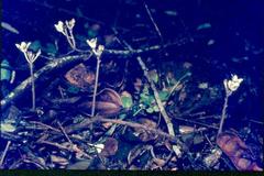 Didymoplexis verrucosa