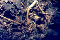 Didymoplexis verrucosa