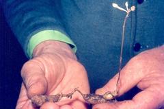 Didymoplexis verrucosa