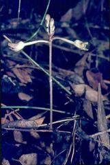 Didymoplexis verrucosa