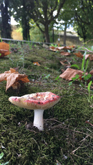 Russula