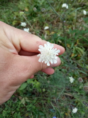 Scabiosa bipinnata