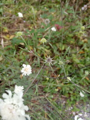 Scabiosa bipinnata