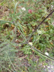 Scabiosa bipinnata