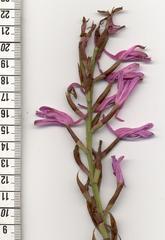 Disa nervosa