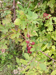 Rubus