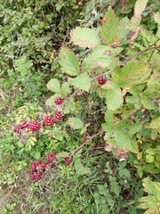Rubus