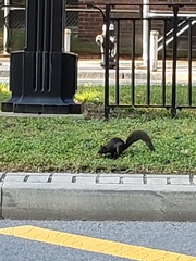 Sciurus carolinensis