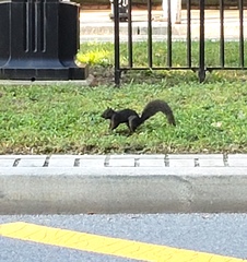 Sciurus carolinensis