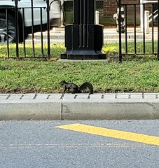Sciurus carolinensis