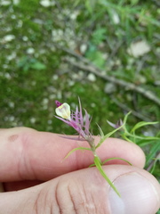 Melampyrum arvense