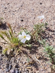 Oenothera pallida
