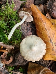 Inocybe sindonia