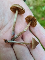 Cortinarius acutus