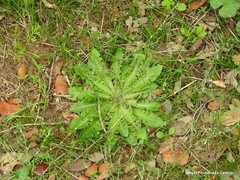 Taraxacum obovatum