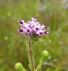 Erica barbigeroides