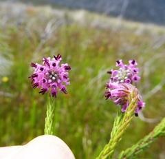 Erica barbigeroides