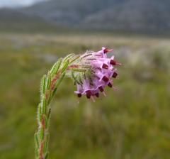 Erica barbigeroides