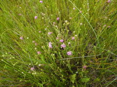 Erica barbigeroides