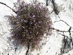 Limonium ithacense