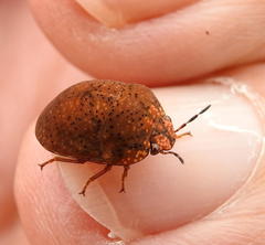 Steganocerus multipunctatus