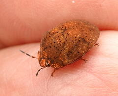 Steganocerus multipunctatus