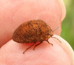 Steganocerus multipunctatus