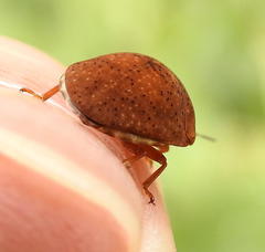 Steganocerus multipunctatus